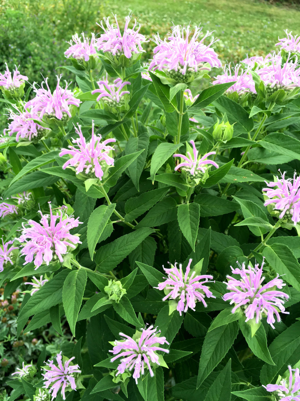 Bee balm